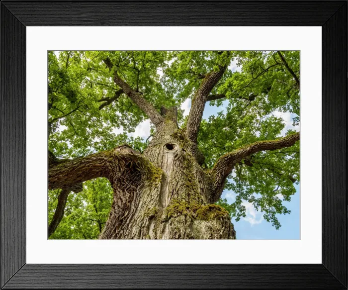 Framed Print : Poland, Lublin Voivodeship, Gorecko Koscielne, Oak Tree(Quercus robur) Framed Print : Poland, Lublin Voivodeship, Gorecko Koscielne, Oak Tree(Quercus robur)