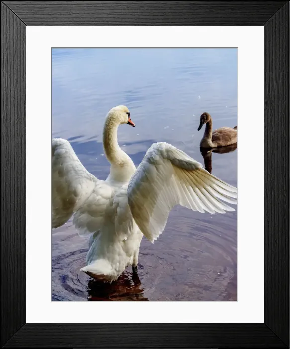 Framed Print : Poland, Lublin Voivodeship, Parczew County, Swan(Cygnus olor) with cygnet on the coast
