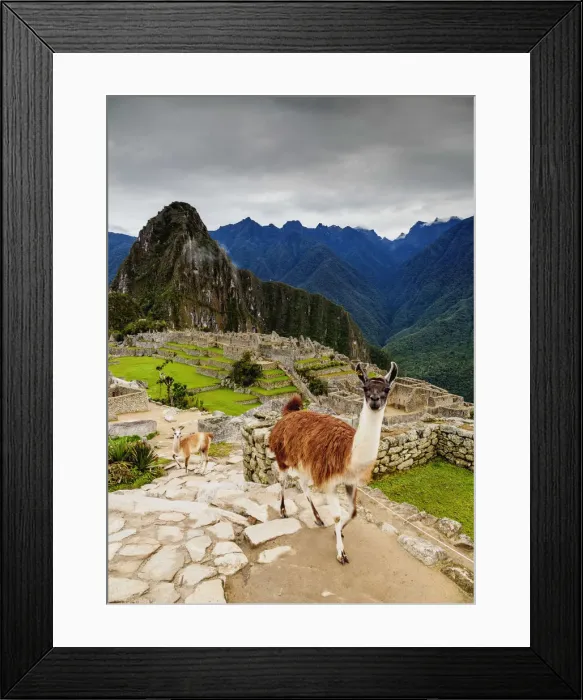 Framed Print : Llamas in Machu Picchu, Cusco Region, Peru