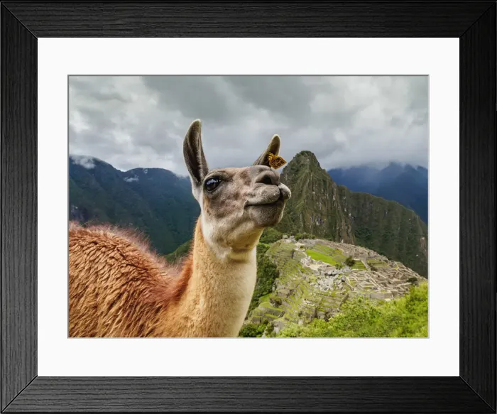 Framed Print : Llama in Machu Picchu, Cusco Region, Peru