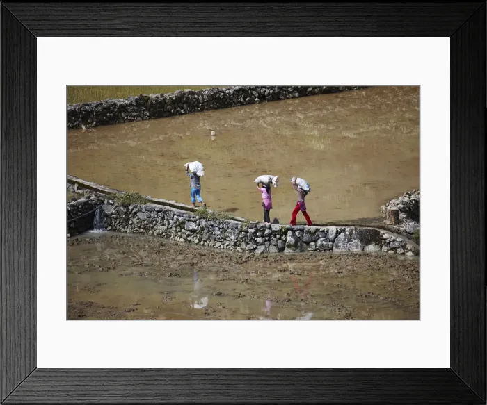 Framed Print : Asia, South East Asia, Philippines, Cordilleras, Banaue; workers carrying sacks of Framed Print : Asia, South East Asia, Philippines, Cordilleras, Banaue; workers carrying sacks of