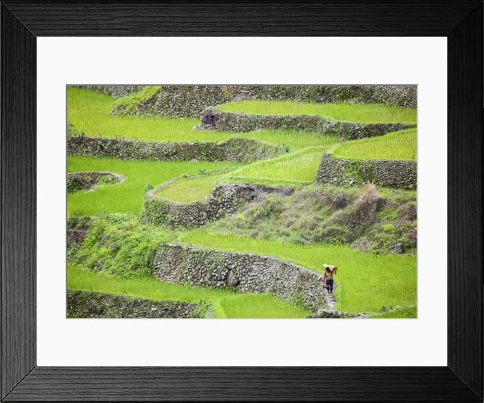 Framed Print : Asia, South East Asia, Philippines, Cordilleras, Banaue; a local farmer walking along
