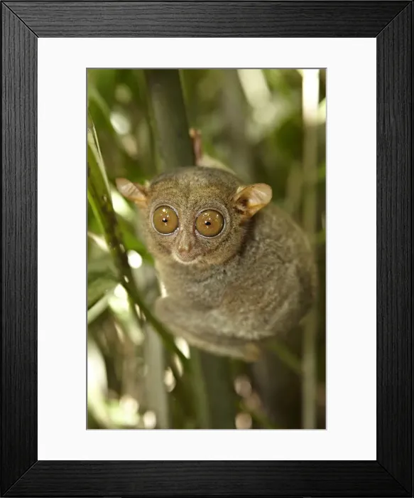 Framed Print : Asia, South East Asia, Philippines, Bohol, Philippine Tarsier (Carlito syricht) known