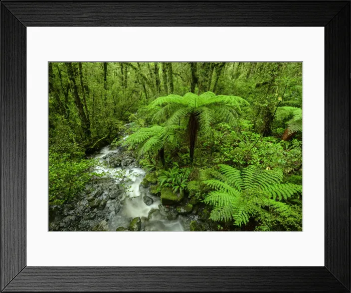 Framed Print : Oceania, New Zealand, Aotearoa, South Island, Te Anau, Southland, Fiordland National Park Framed Print : Oceania, New Zealand, Aotearoa, South Island, Te Anau, Southland, Fiordland National Park