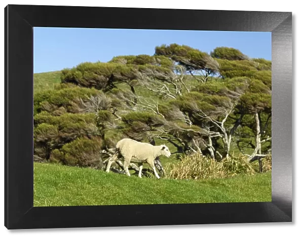 Oceania, New Zealand, Aotearoa, South Island, Golden Bay, Kahurangi National Park, Sheep