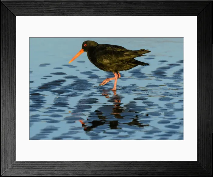 Framed Print : Oceania, New Zealand, Aotearoa, North Island, Wellington, Oystercatcher Framed Print : Oceania, New Zealand, Aotearoa, North Island, Wellington, Oystercatcher