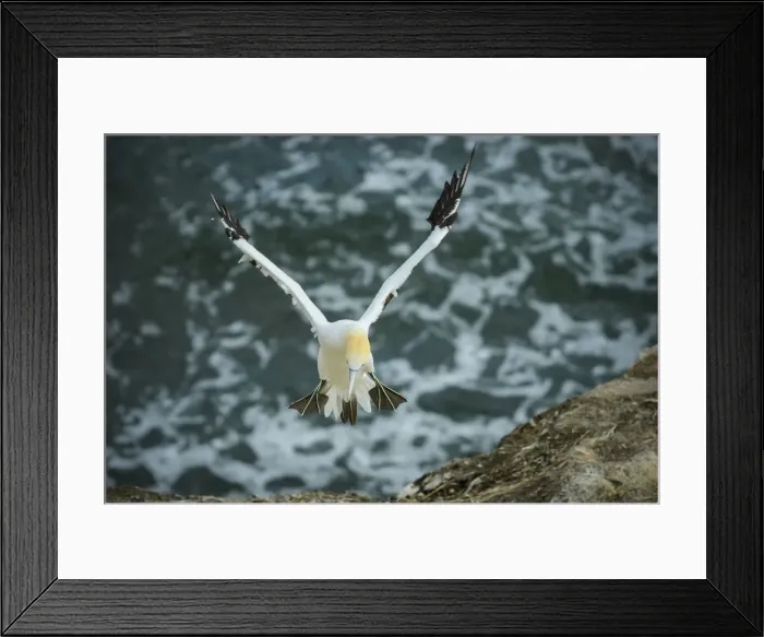 Framed Print : Oceania, New Zealand, Aotearoa, North Island, Muriwai Gannet Colony Framed Print : Oceania, New Zealand, Aotearoa, North Island, Muriwai Gannet Colony