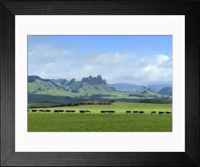 Framed Print : Oceania, New Zealand, Aotearoa, North Island, Taupo, Landscape, Cows at pasture Framed Print : Oceania, New Zealand, Aotearoa, North Island, Taupo, Landscape, Cows at pasture
