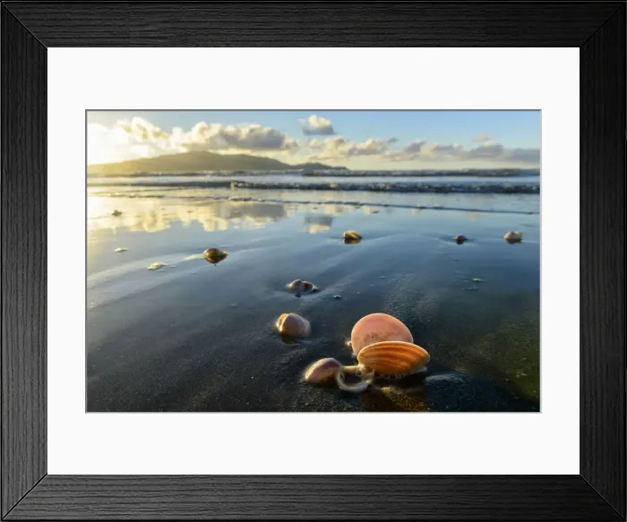 Framed Print : Oceania, New Zealand, Aotearoa, North Island, Waikanae, Waikanae Beach, clam on beach Framed Print : Oceania, New Zealand, Aotearoa, North Island, Waikanae, Waikanae Beach, clam on beach