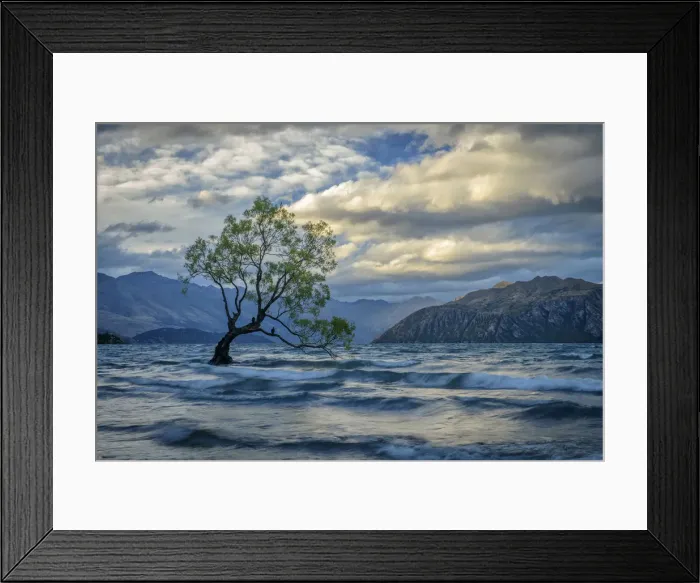 Framed Print : Oceania, New Zealand, Aotearoa, South Island, Wanaka, Wanaka Tree Framed Print : Oceania, New Zealand, Aotearoa, South Island, Wanaka, Wanaka Tree
