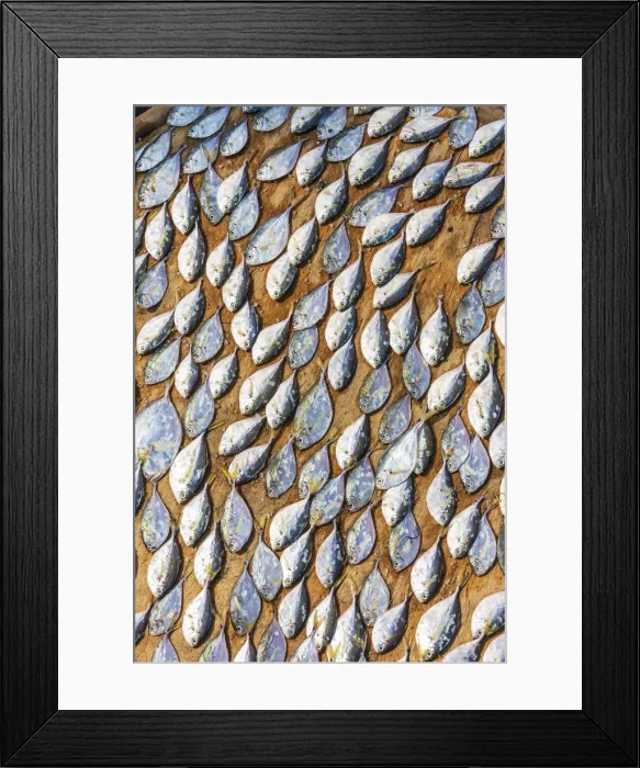 Framed Print : Africa, Ghana, Elmina drying fish at the market Framed Print : Africa, Ghana, Elmina drying fish at the market
