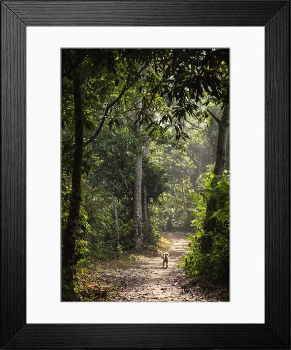 Framed Print : Africa, Ghana, Volta Region. The path to the Wle waterfall Framed Print : Africa, Ghana, Volta Region. The path to the Wle waterfall