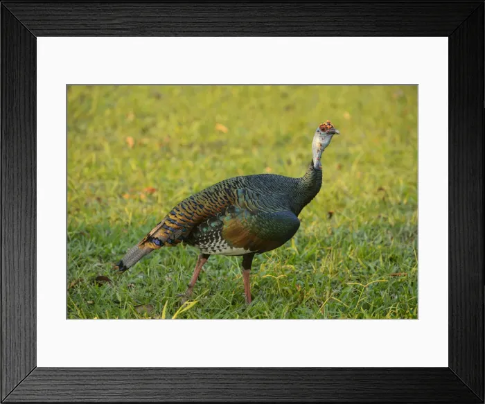 Framed Print : Wild Turkey, Peten, Mundo Maya, Guatemala, Central America Framed Print : Wild Turkey, Peten, Mundo Maya, Guatemala, Central America