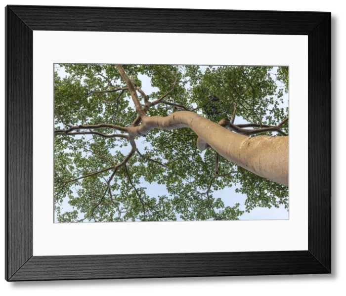 Framed Print : Africa, Ghana, Volta Region. Tree in the natural forest of the Wli waterfall Framed Print : Africa, Ghana, Volta Region. Tree in the natural forest of the Wli waterfall