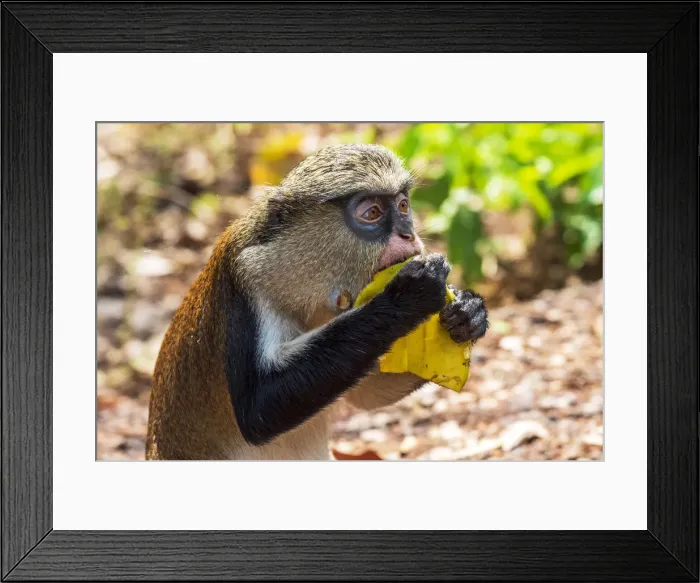 Framed Print : Africa, Ghana, Volta Region. In the Tafi-Atome Monkey Sanctuary Framed Print : Africa, Ghana, Volta Region. In the Tafi-Atome Monkey Sanctuary