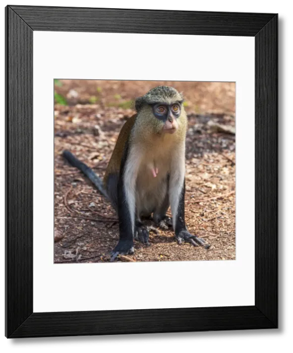 Framed Print : Africa, Ghana, Volta Region. In the Tafi-Atome Monkey Sanctuary Framed Print : Africa, Ghana, Volta Region. In the Tafi-Atome Monkey Sanctuary