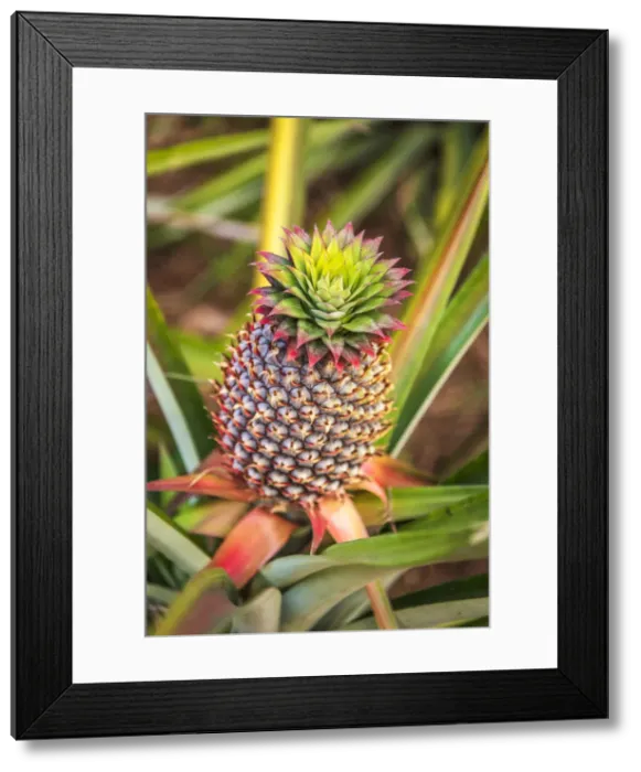 Framed Print : Africa, Ghana, Volta Region. Pineapple plant Framed Print : Africa, Ghana, Volta Region. Pineapple plant