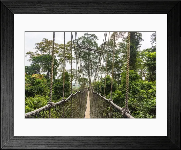 Framed Print : Africa, Ghana, Kakum National Park. The canopy walkway
