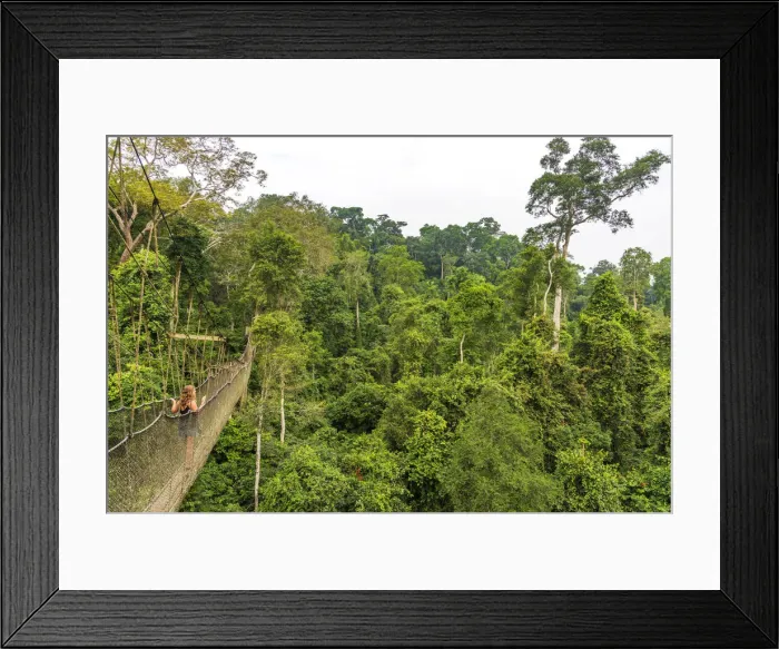 Framed Print : Africa, Ghana, Kakum National Park. The canopy walkway