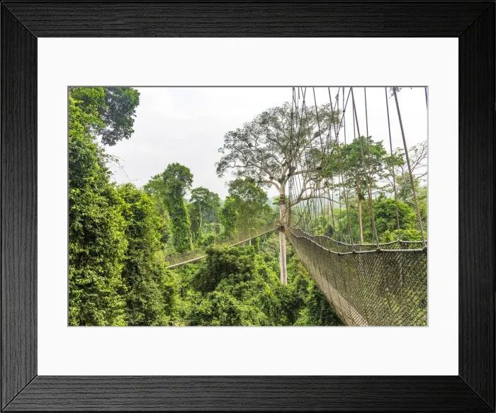 Framed Print : Africa, Ghana, Kakum National Park. The canopy walkway Framed Print : Africa, Ghana, Kakum National Park. The canopy walkway