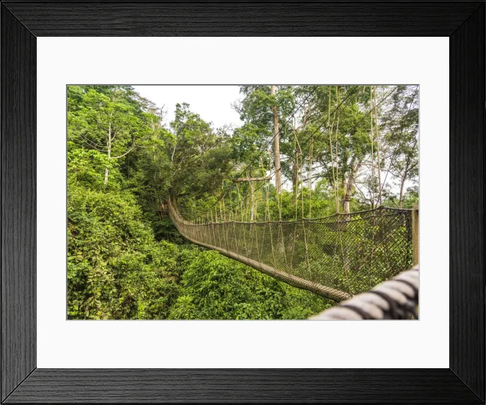Framed Print : Africa, Ghana, Kakum National Park. The canopy walkway Framed Print : Africa, Ghana, Kakum National Park. The canopy walkway