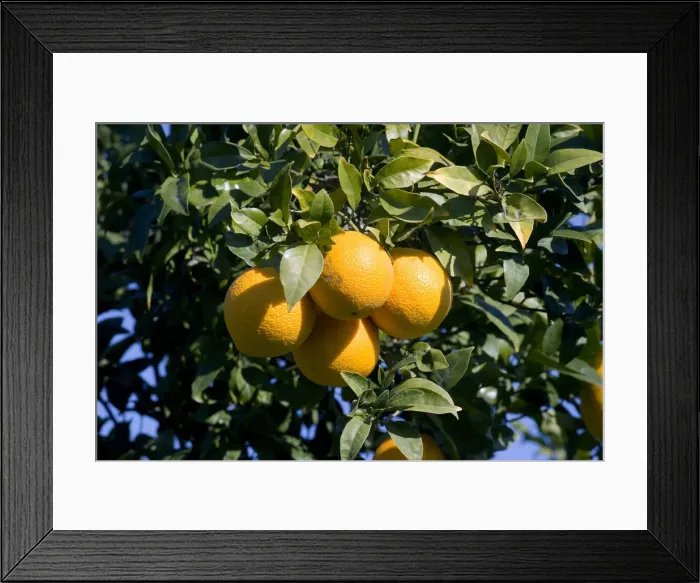 Framed Print : Oranges, Crete, Greece Framed Print : Oranges, Crete, Greece