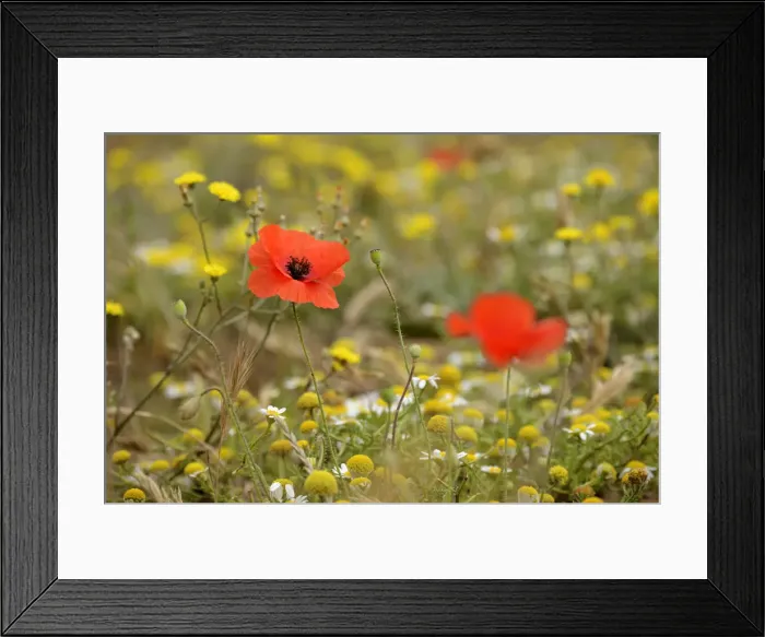 Framed Print : Rural life and agriculture, Lassithi Plateau, Crete, Greece, Europe