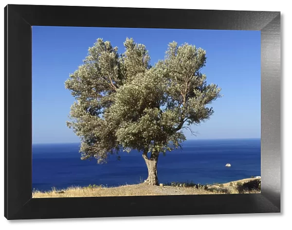 Lone tree on the coast, Lendas, South Coast, Crete, Greece, Europe