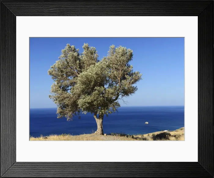 Framed Print : Lone tree on the coast, Lendas, South Coast, Crete, Greece, Europe Framed Print : Lone tree on the coast, Lendas, South Coast, Crete, Greece, Europe