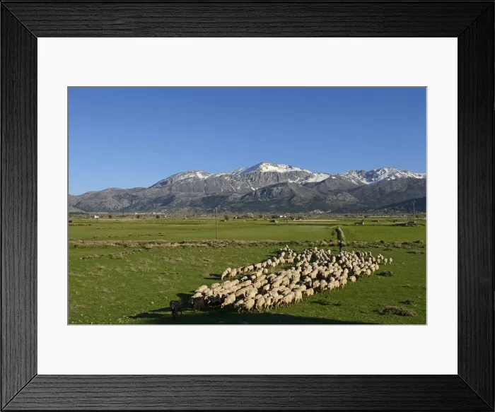 Framed Print : Shepherd with sheep, Tzermiadon, Lassithi plateau before Dikti mountains, Crete, Greece Framed Print : Shepherd with sheep, Tzermiadon, Lassithi plateau before Dikti mountains, Crete, Greece