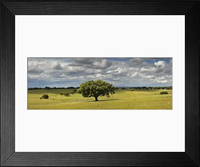 Framed Print : Holm oaks in the vast plains of Alentejo. Portugal