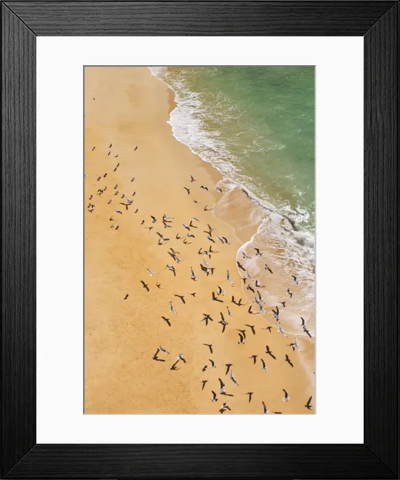 Framed Print : Seagulls in Marinha beach. Algarve, Portugal Framed Print : Seagulls in Marinha beach. Algarve, Portugal
