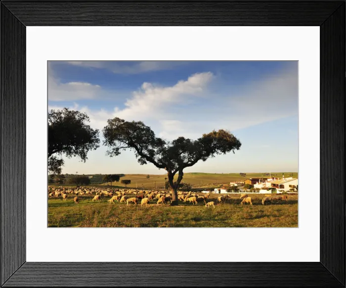 Framed Print : Holm oaks in Alentejo. Portugal Framed Print : Holm oaks in Alentejo. Portugal