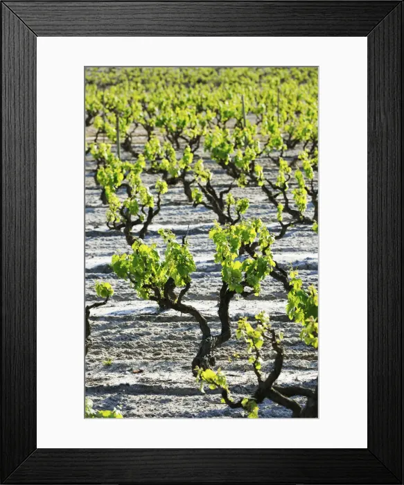 Framed Print : Vineyards in Palmela. Portugal