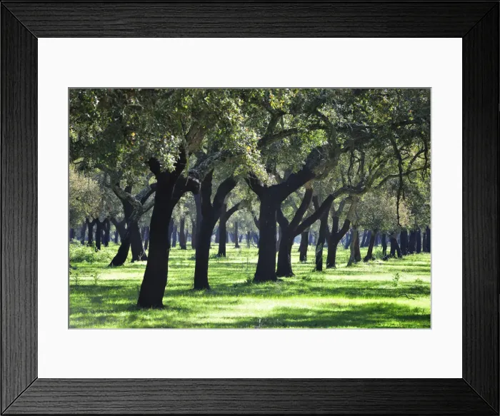 Framed Print : Cork trees in Alentejo. Portugal Framed Print : Cork trees in Alentejo. Portugal