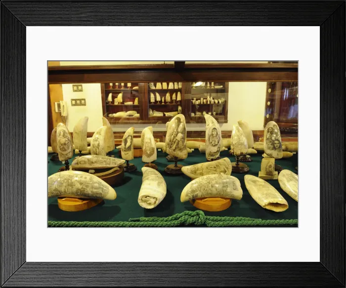 Framed Print : Scrimshaws are engravings on sperm-whales teeth Framed Print : Scrimshaws are engravings on sperm-whales teeth