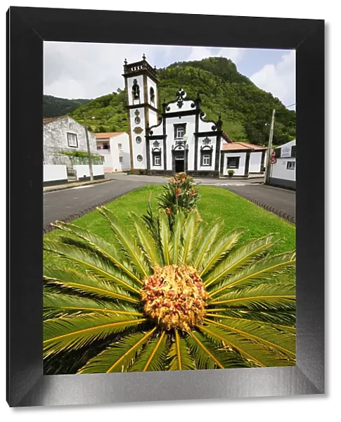 Palm tree and motherchurch at Faial da Terra. Sao Miguel, Azores islands, Portugal