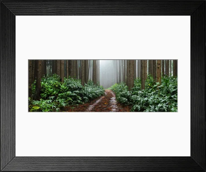 Framed Print : Falca Forest Reserve in a foggy day. Faial, Azores islands, Portugal Framed Print : Falca Forest Reserve in a foggy day. Faial, Azores islands, Portugal