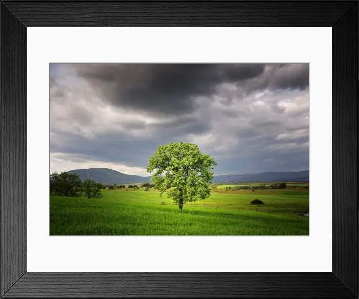 Framed Print : Oak tree in a plain, Portugal Framed Print : Oak tree in a plain, Portugal