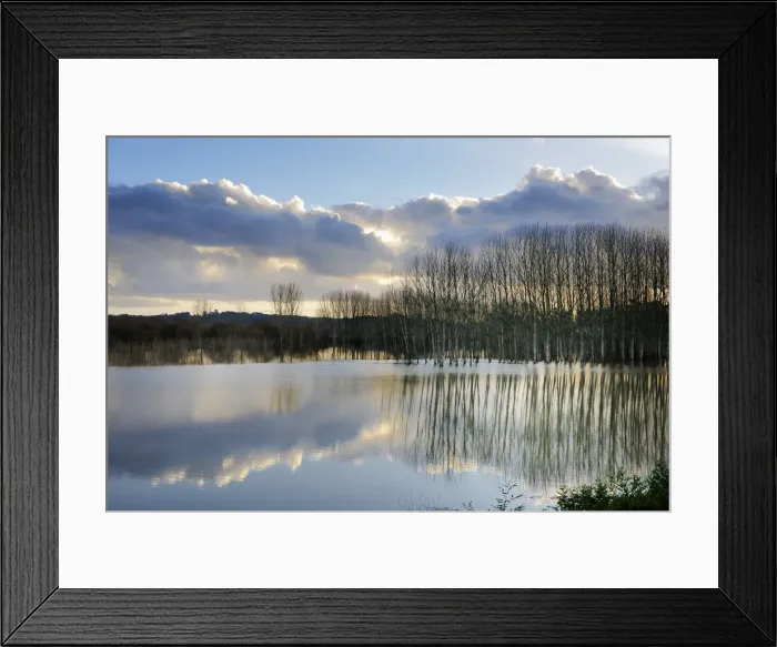 Framed Print : Vouga river and poplars at dusk, Agueda, Portugal Framed Print : Vouga river and poplars at dusk, Agueda, Portugal