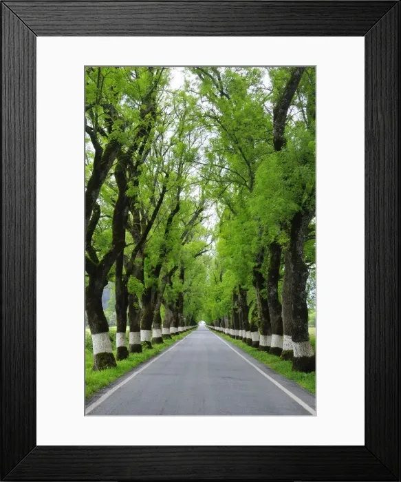 Framed Print : Trees on both sides of a road, Marvao, Portugal Framed Print : Trees on both sides of a road, Marvao, Portugal