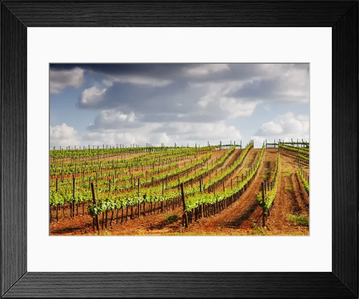 Framed Print : Vineyards in the wine growing plains of Alentejo, Portugal Framed Print : Vineyards in the wine growing plains of Alentejo, Portugal