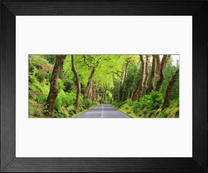 Framed Print : Trees bordering a rural road near Povoacao. Sao Miguel, Azores islands, Portugal Framed Print : Trees bordering a rural road near Povoacao. Sao Miguel, Azores islands, Portugal