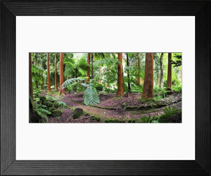 Framed Print : Sete Fontes Nature Park with exotic trees. Sao Jorge, Azores islands, Portugal Framed Print : Sete Fontes Nature Park with exotic trees. Sao Jorge, Azores islands, Portugal