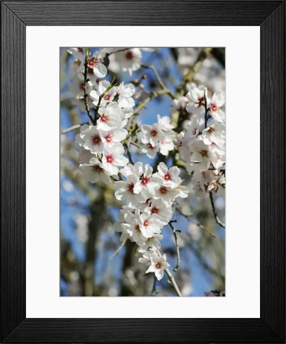 Framed Print : Almond trees blooming with flowers. Loule, Algarve, Portugal Framed Print : Almond trees blooming with flowers. Loule, Algarve, Portugal