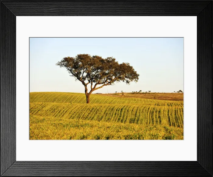 Framed Print : Holm oak and crops in Alentejo. Portugal