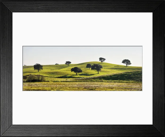 Framed Print : Cork trees in the vast plains of Alentejo. Portugal Framed Print : Cork trees in the vast plains of Alentejo. Portugal