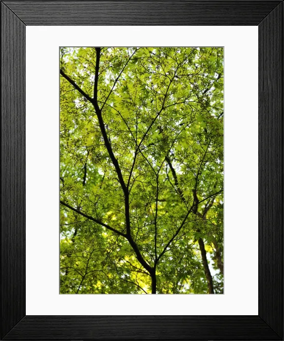 Framed Print : Acer Palmatum from Japan at the Botanical Garden. Coimbra, Portugal Framed Print : Acer Palmatum from Japan at the Botanical Garden. Coimbra, Portugal