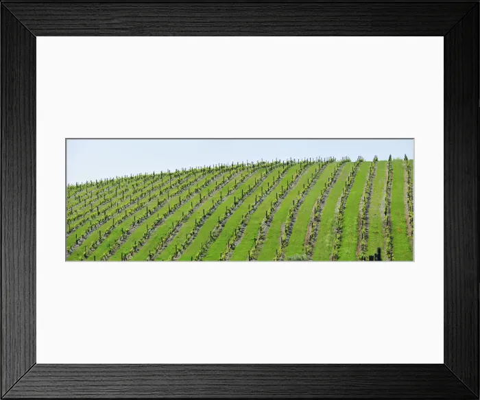 Framed Print : Vineyards in Sao Joao da Pesqueira. Douro region, Portugal