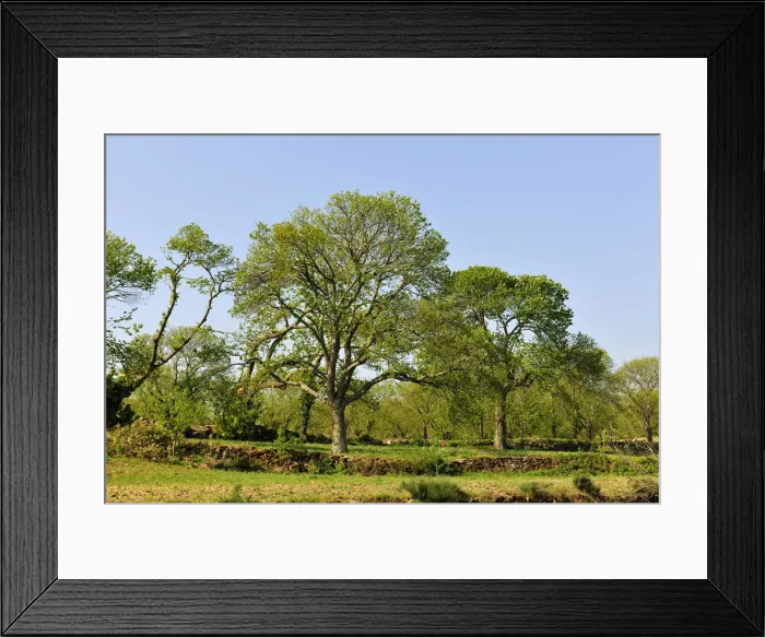 Framed Print : Chestnut trees in Trancoso. Portugal Framed Print : Chestnut trees in Trancoso. Portugal